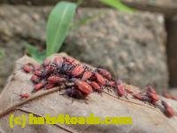 /home//u458753944/public_html/sourcegallery///////////Insects and small critters/aphids cicadas lanternflies and true bugs (Hemiptera)/P6110683.JPG